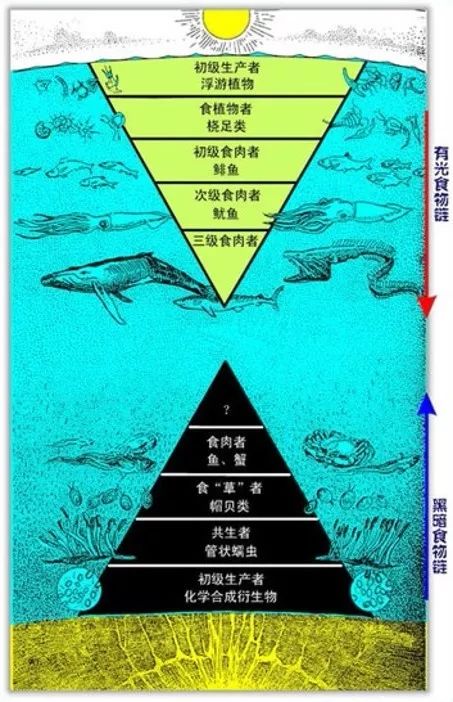 一席|黑暗生物群与生命起源 - acfun弹幕视频网 - 认真你就输啦 (?ω?