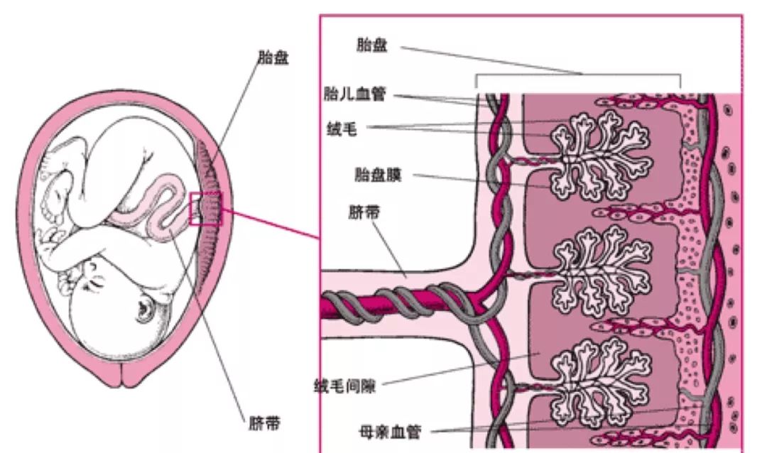 母亲跟胎儿是通过胎盘连接的,这是胎盘放大以后的图,我们可以看到