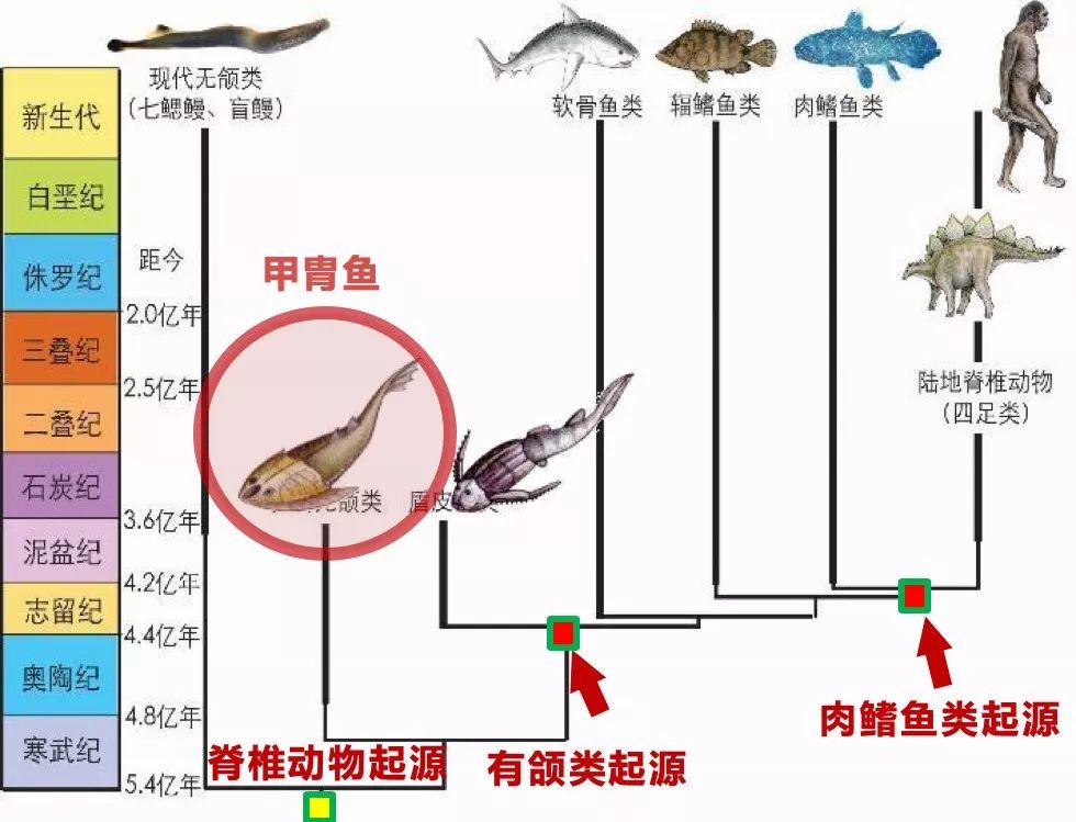 6亿年前完全灭绝掉了,叫做甲胄鱼类.