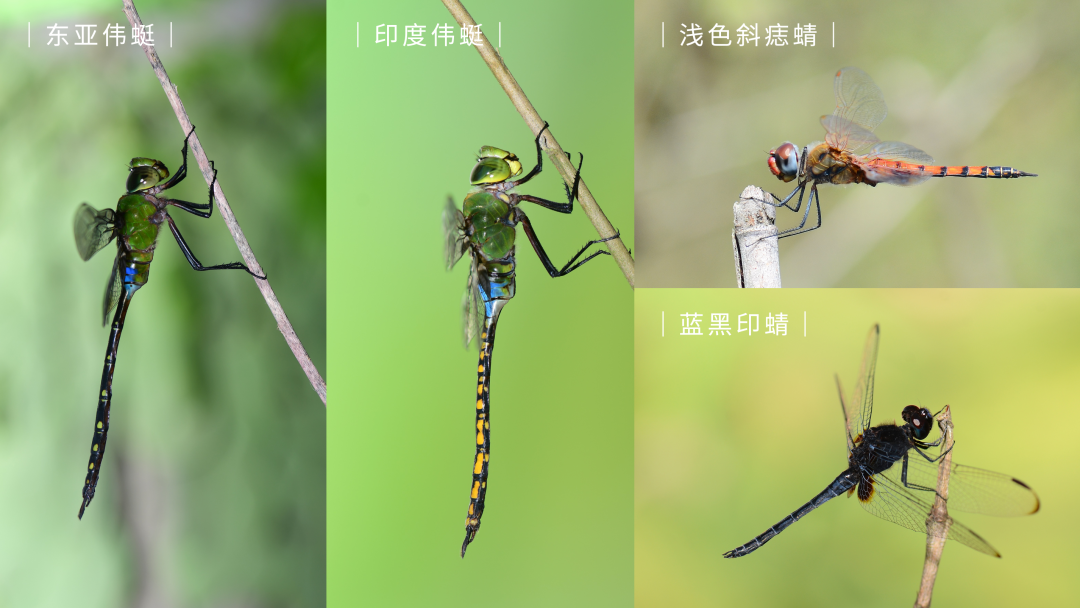 03蜻蜓是迄今为止最古老的